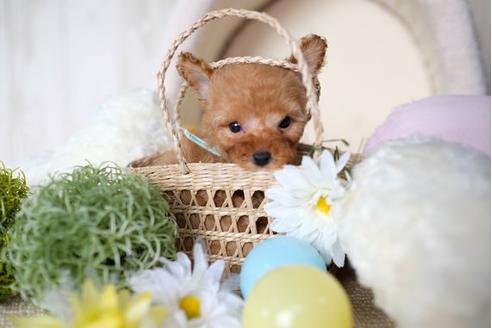 成約済の滋賀県のトイプードル-70422の1枚目