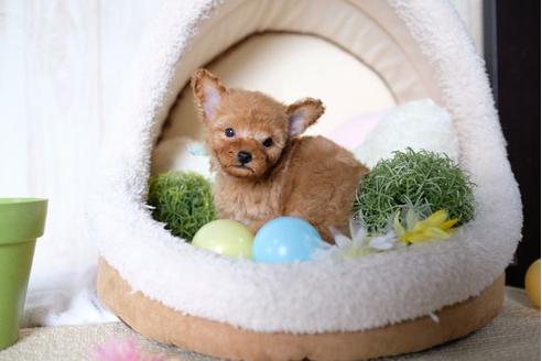 成約済の滋賀県のトイプードル-70422の5枚目