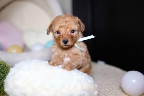 成約済の滋賀県のトイプードル-70422の3枚目