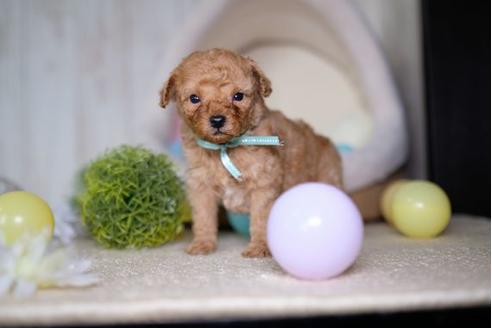 成約済の滋賀県のトイプードル-70422の2枚目