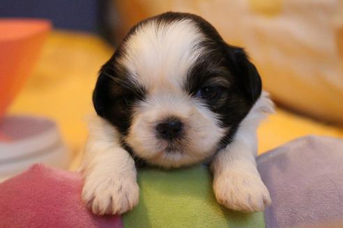 成約済の愛知県のシーズー-69940の18枚目