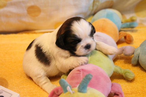 成約済の愛知県のシーズー-69940の17枚目