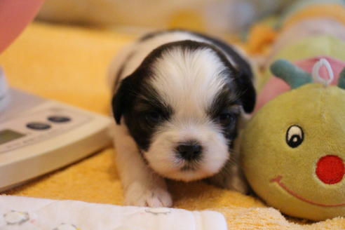 成約済の愛知県のシーズー-69940の16枚目