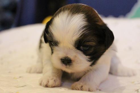 成約済の愛知県のシーズー-69940の15枚目