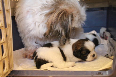 成約済の愛知県のシーズー-69940の14枚目