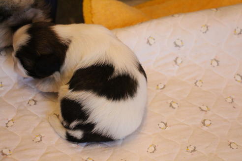 成約済の愛知県のシーズー-69940の13枚目