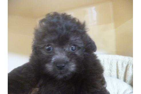 成約済の福岡県のトイプードル-68504の1枚目