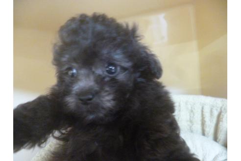 成約済の福岡県のトイプードル-68504の4枚目