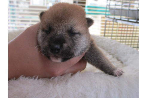 成約済の岡山県の豆柴-70922の1枚目