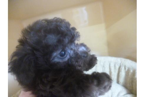 成約済の福岡県のトイプードル-68504の3枚目