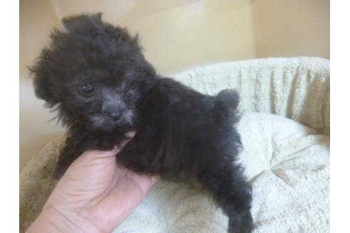 成約済の福岡県のトイプードル-68504の2枚目