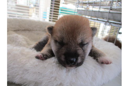 成約済の岡山県の豆柴-70923の1枚目