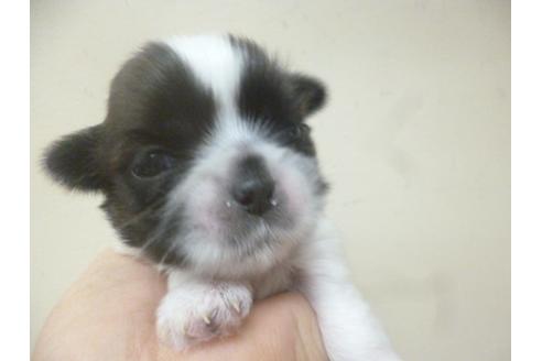 成約済の福岡県のシーズー-70925の1枚目