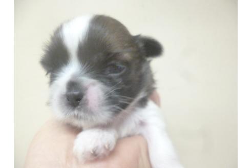 成約済の福岡県のシーズー-70925の5枚目