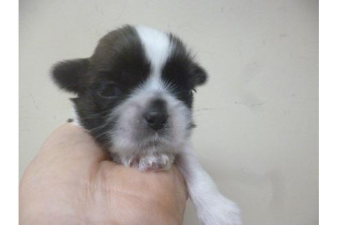 成約済の福岡県のシーズー-70925の4枚目