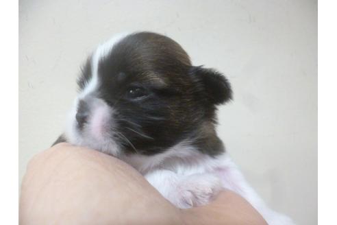 成約済の福岡県のシーズー-70925の3枚目