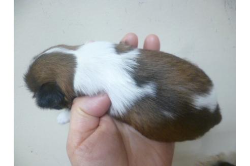 成約済の福岡県のシーズー-70925の2枚目