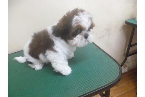 成約済の福岡県のシーズー-70930の4枚目