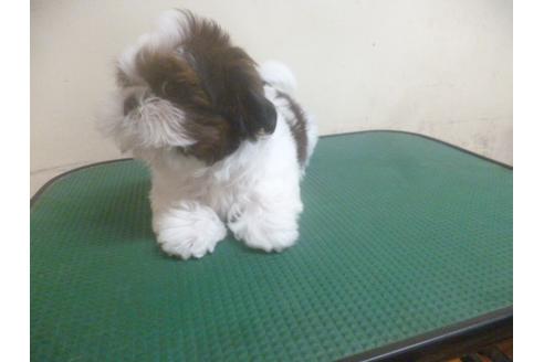 成約済の福岡県のシーズー-70930の3枚目