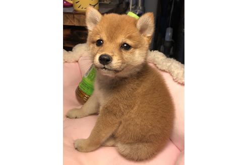 成約済の大分県の豆柴-70928の5枚目