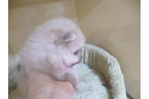 成約済の福岡県のポメラニアン-70933の4枚目