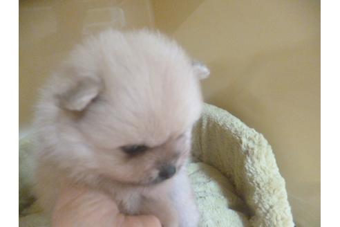 成約済の福岡県のポメラニアン-70933の3枚目