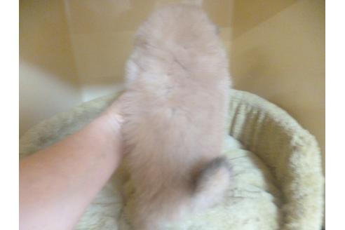 成約済の福岡県のポメラニアン-70933の2枚目