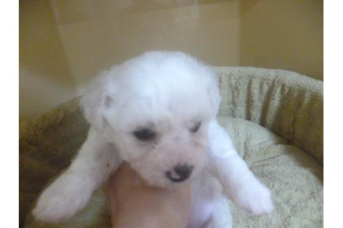 成約済の福岡県のビションフリーゼ-70935の4枚目