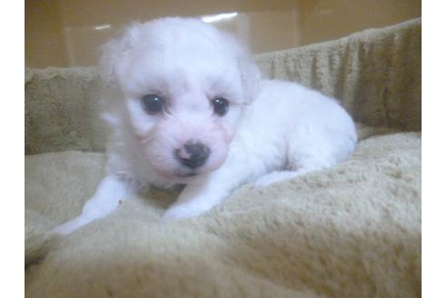 成約済の福岡県のビションフリーゼ-70935の3枚目