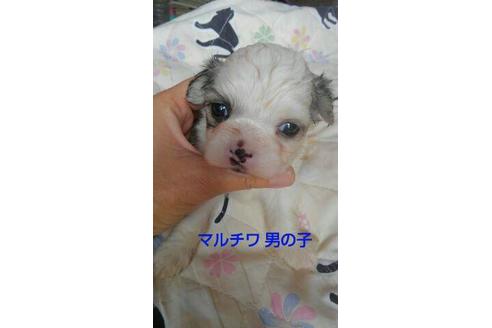 成約済の宮崎県のミックス犬-70945の1枚目