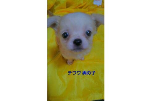 成約済の宮崎県のチワワ(ロングコート)-70948の1枚目