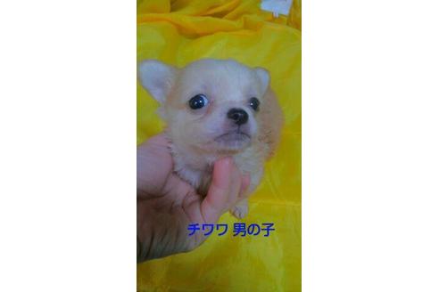 成約済の宮崎県のチワワ(ロングコート)-70948の3枚目