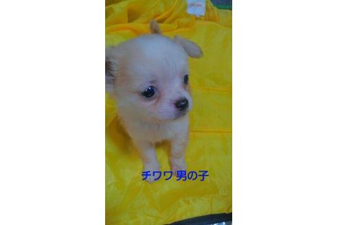 成約済の宮崎県のチワワ(ロングコート)-70948の2枚目