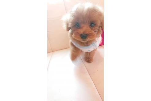 成約済の静岡県のミックス犬-71012