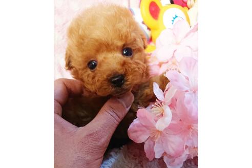 成約済の静岡県のミックス犬-71013
