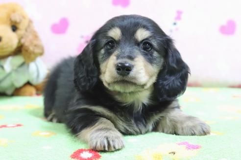成約済の兵庫県のミニチュアダックスフンド(ロングヘアード)-71023の5枚目