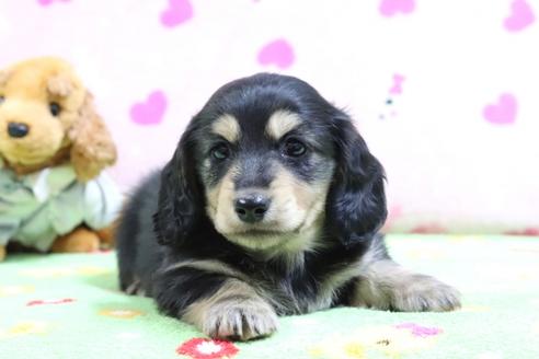 成約済の兵庫県のミニチュアダックスフンド(ロングヘアード)-71023の4枚目