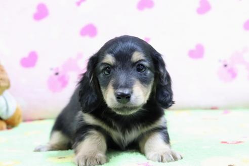 成約済の兵庫県のミニチュアダックスフンド(ロングヘアード)-71024の1枚目