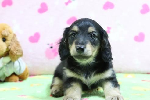 成約済の兵庫県のミニチュアダックスフンド(ロングヘアード)-71024の2枚目