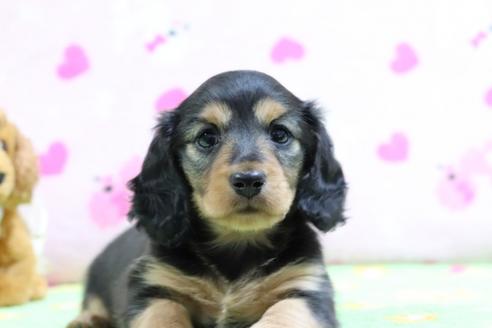 成約済の兵庫県のミニチュアダックスフンド(ロングヘアード)-71025の4枚目