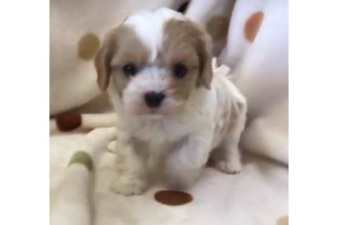 成約済の岐阜県のミックス犬-71090の1枚目
