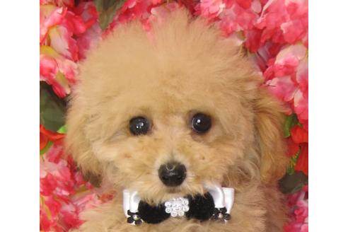 成約済の茨城県のトイプードル-71103の1枚目