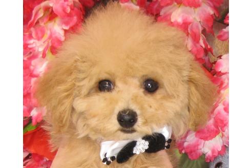 成約済の茨城県のトイプードル-71103の3枚目