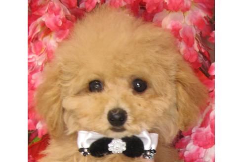 成約済の茨城県のトイプードル-71103の2枚目