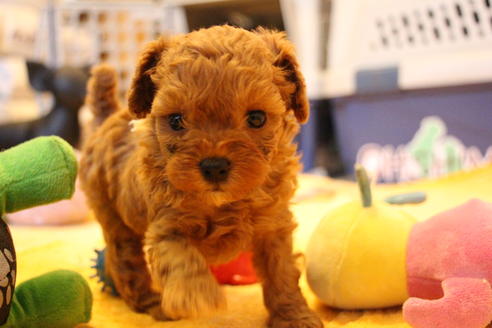 成約済の愛知県のトイプードル-69522の9枚目