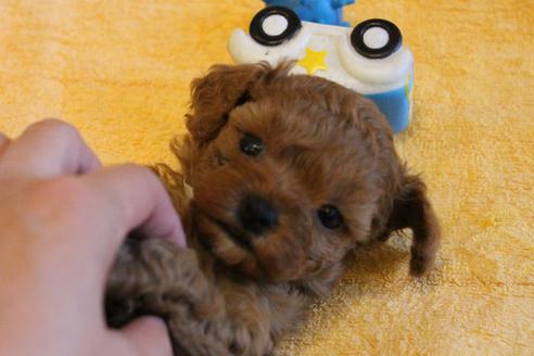 成約済の愛知県のトイプードル-69522の8枚目