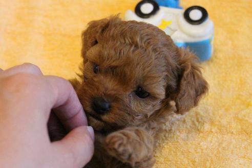 成約済の愛知県のトイプードル-69522の7枚目