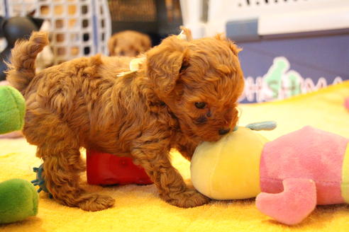 成約済の愛知県のトイプードル-69522の6枚目