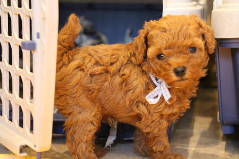 成約済の愛知県のトイプードル-69521の12枚目