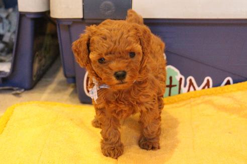 成約済の愛知県のトイプードル-69521の11枚目